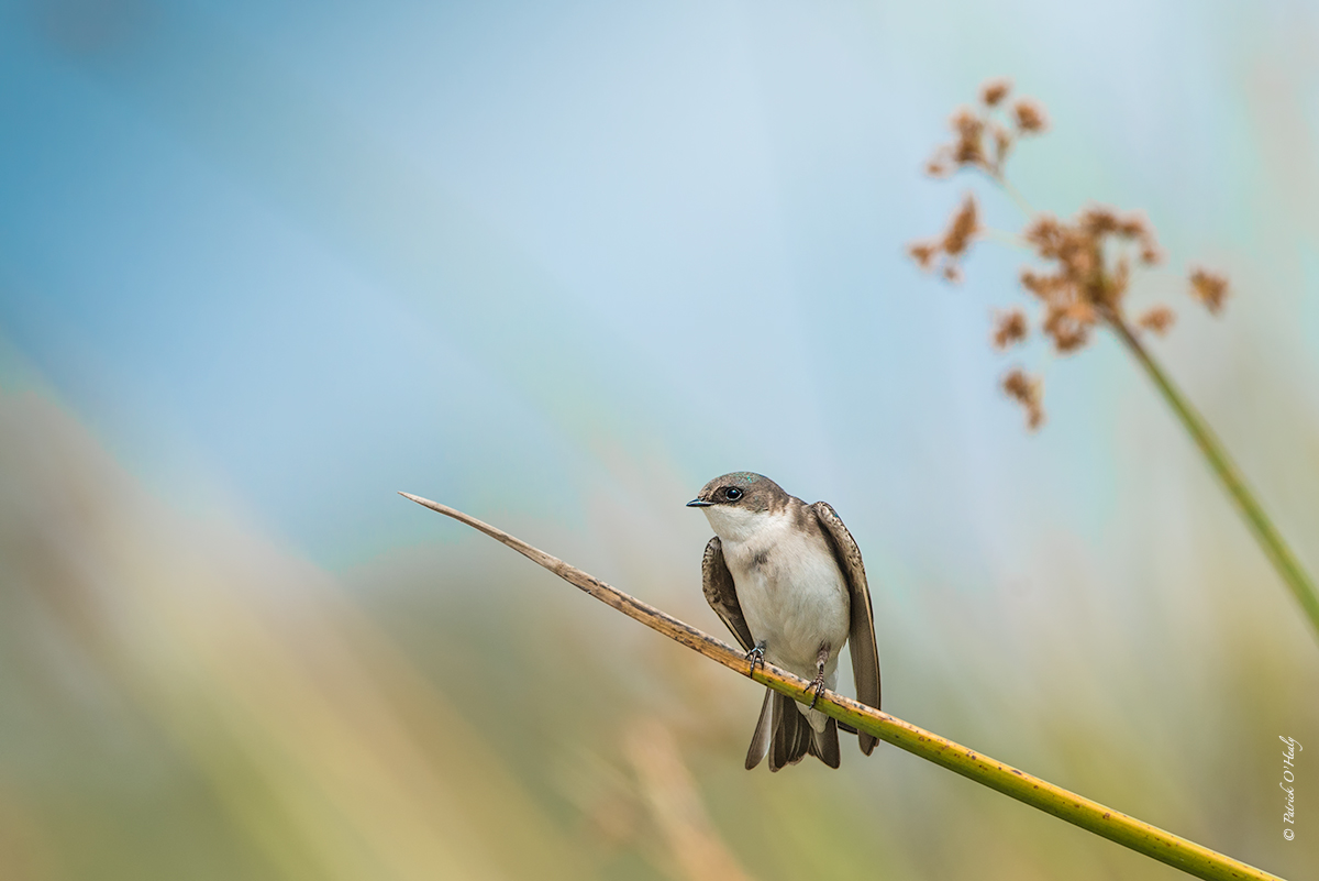 Tree Swallow female