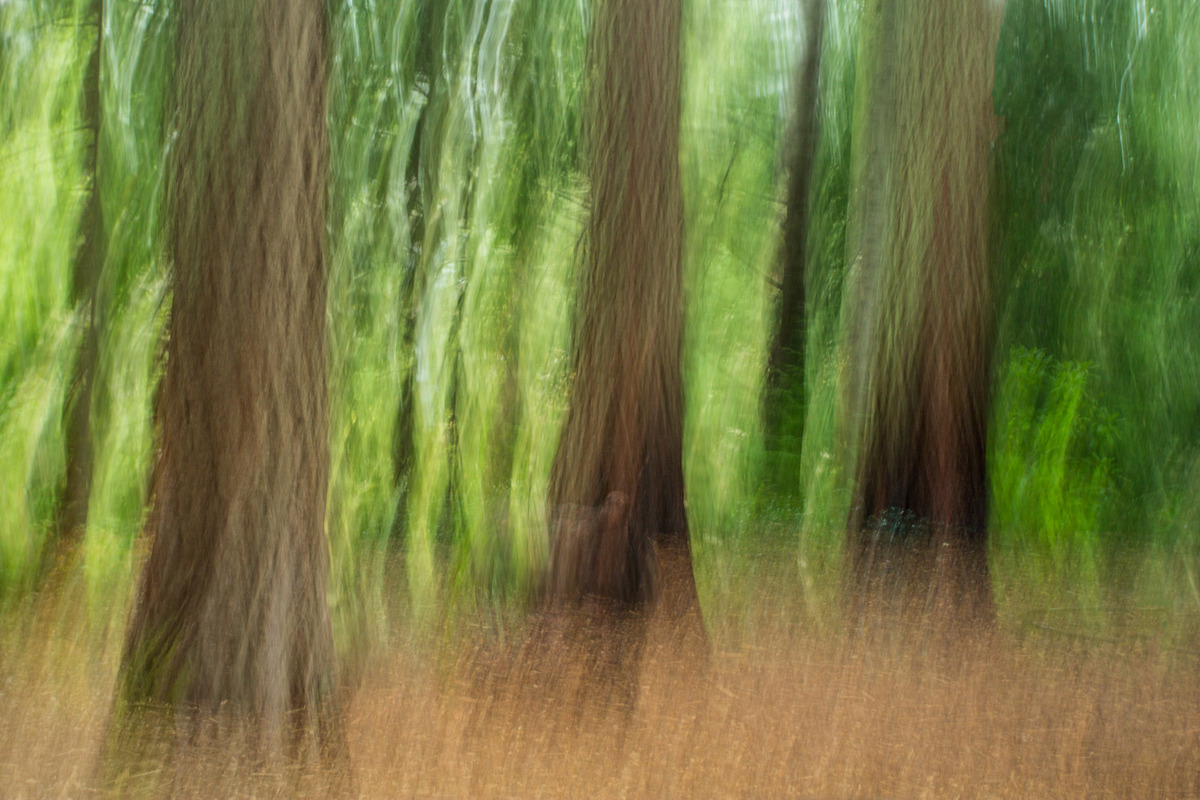 Impressionistic Redwoods