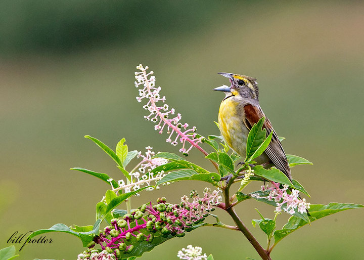Dickcissel calling.