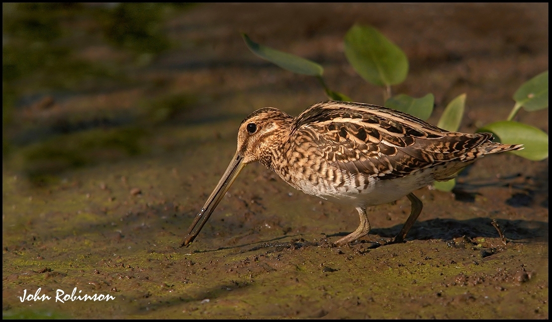 Common Snipe