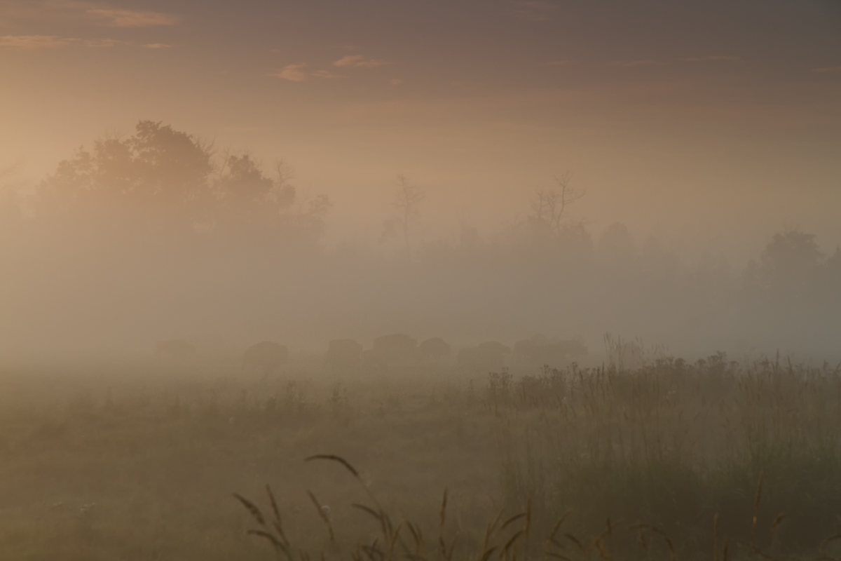 Plains bison in morning fog (+ repost)