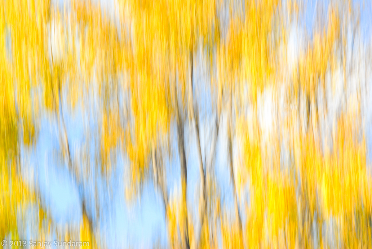 WC 593 - Non-Dizzy Blur