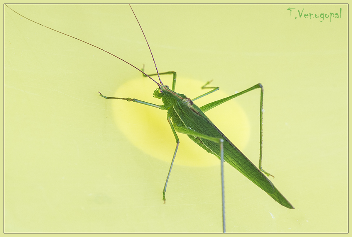 Green beauty
