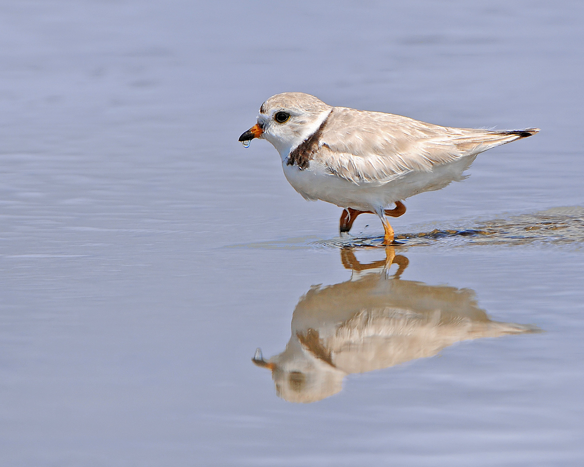 Piping Plover