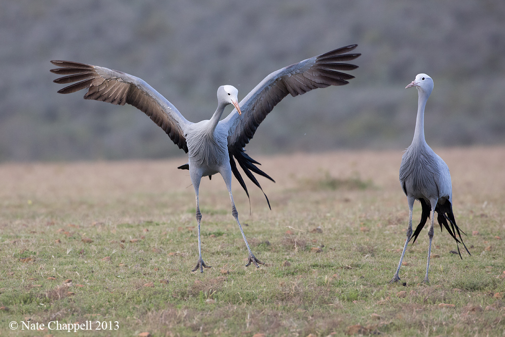 Blue Cranes