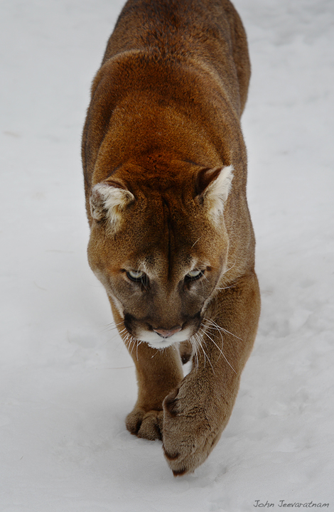 Cat walk