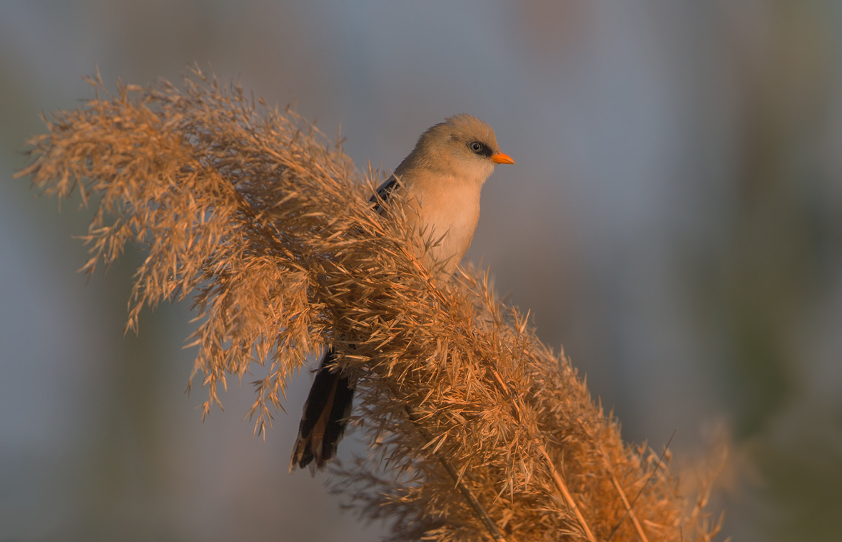 Bearded tit