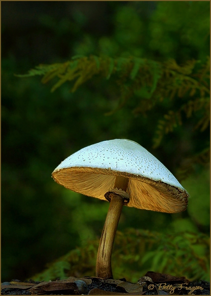 Mushroom in Directional Lighting