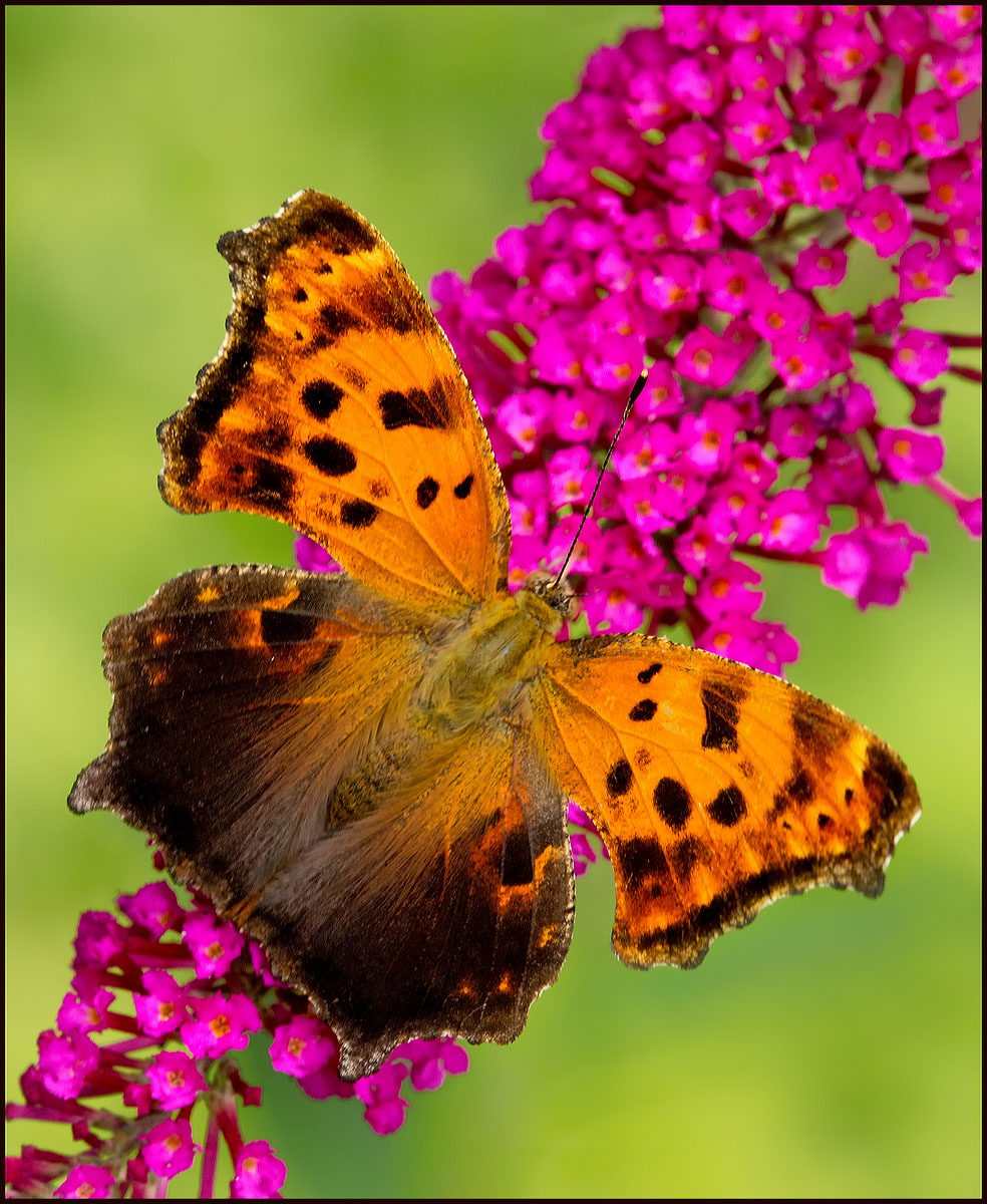 Question Mark butterfly
