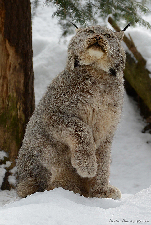 Canada Linx-Warmed up!