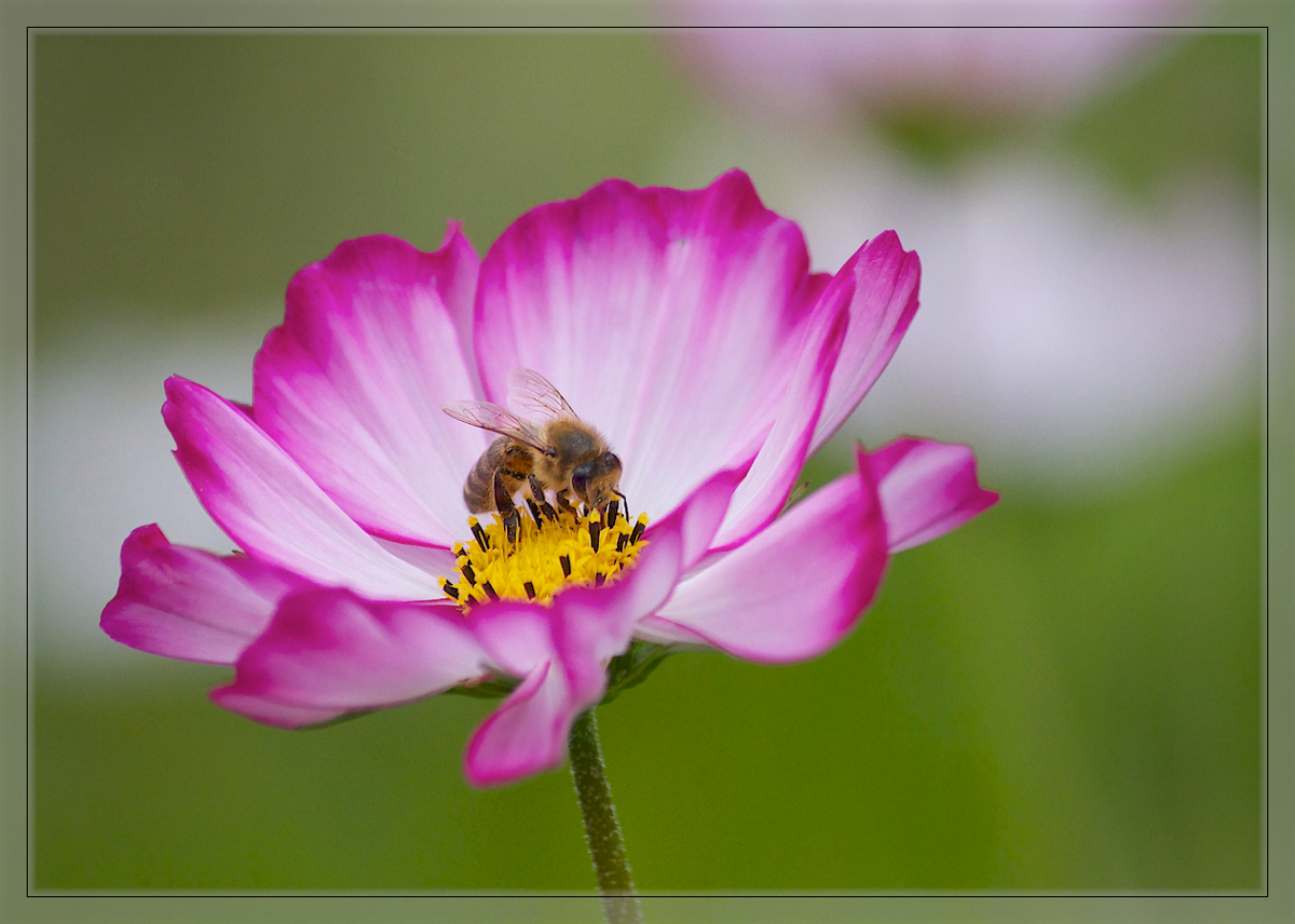 Bee on Cosmos