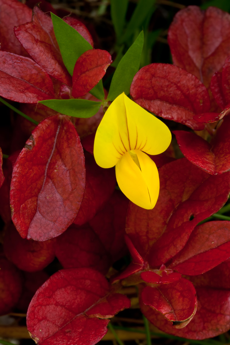 Yellow and red