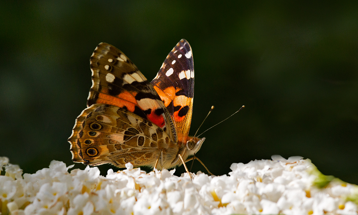 PAINTED LADY