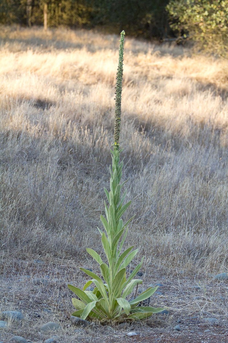 Mullein