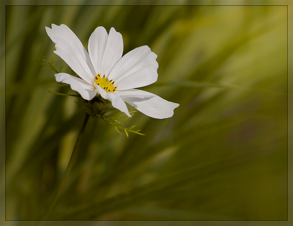 White Cosmos