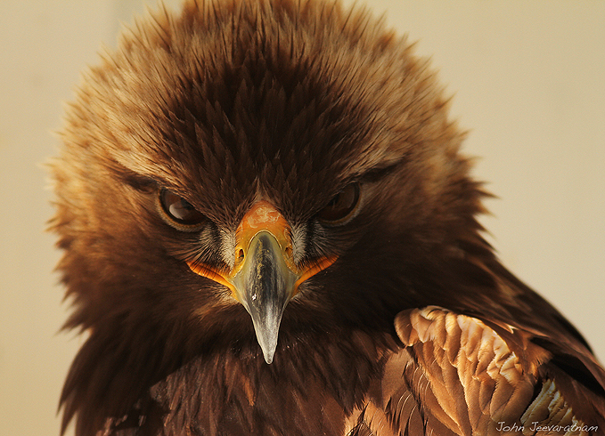 Eagle eyes