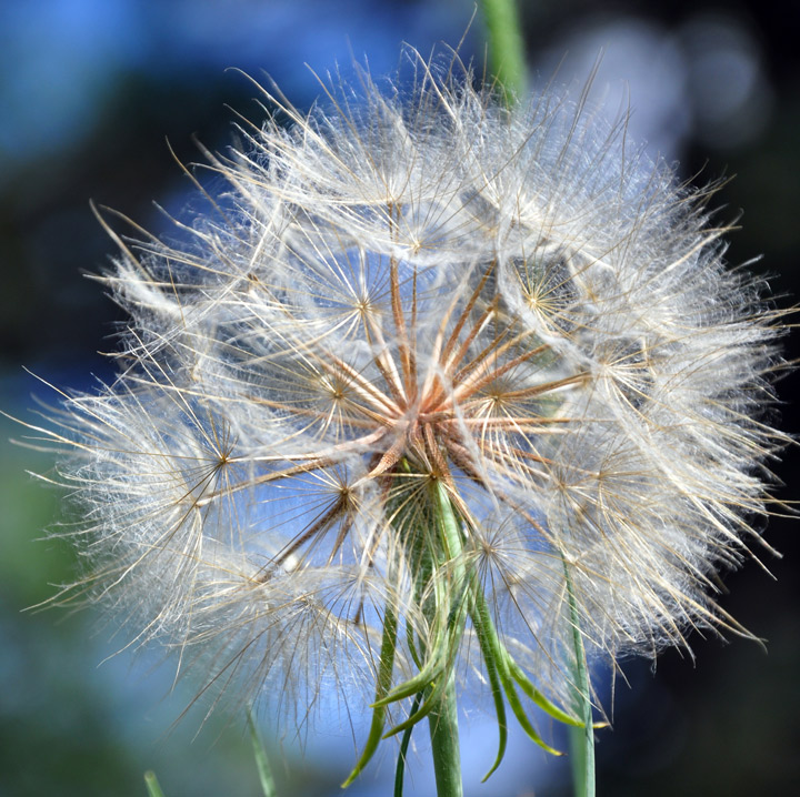 Dandelion