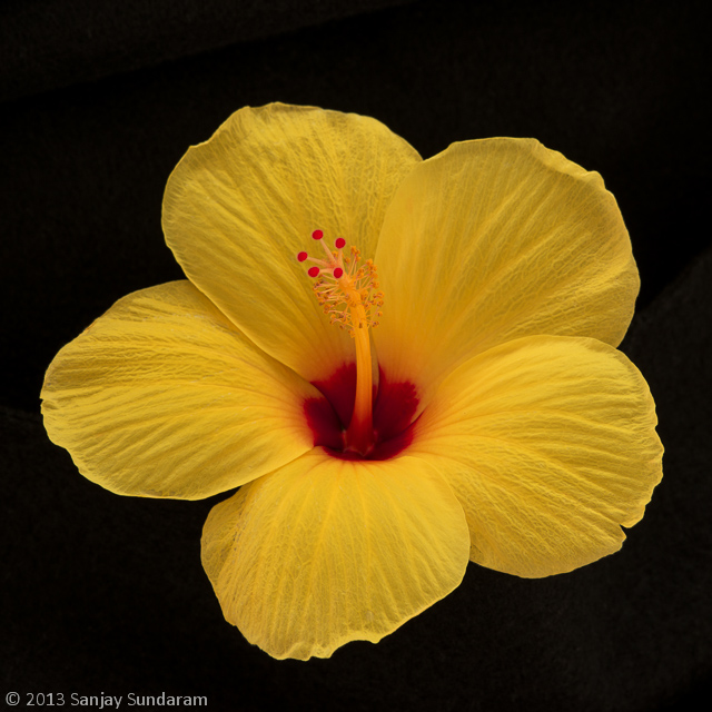 Golden Yellow