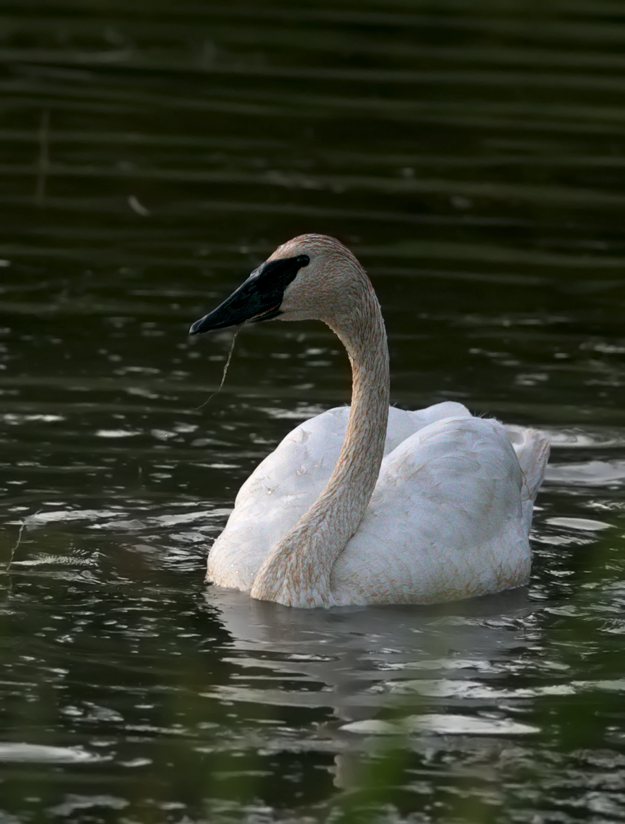 Swan Song