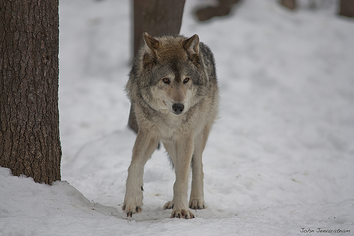 Gray Wolf