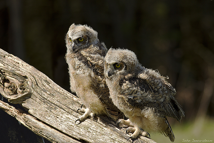 Baby Great Horned Owls
