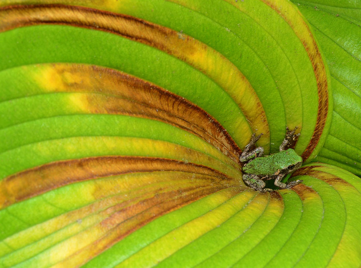 Green and Brown