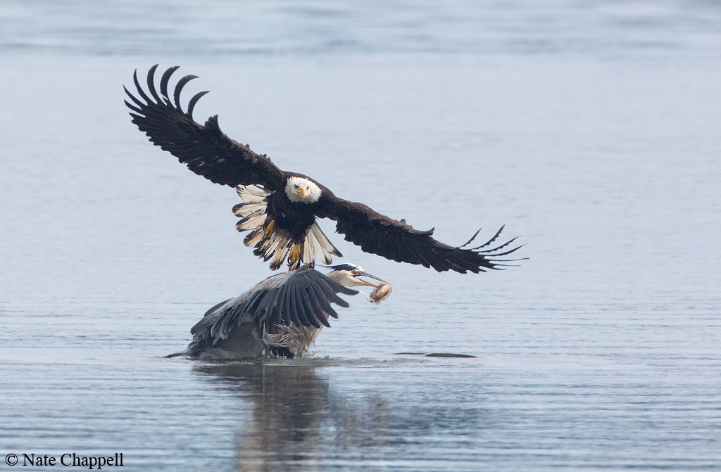Eagle honing in on GBH