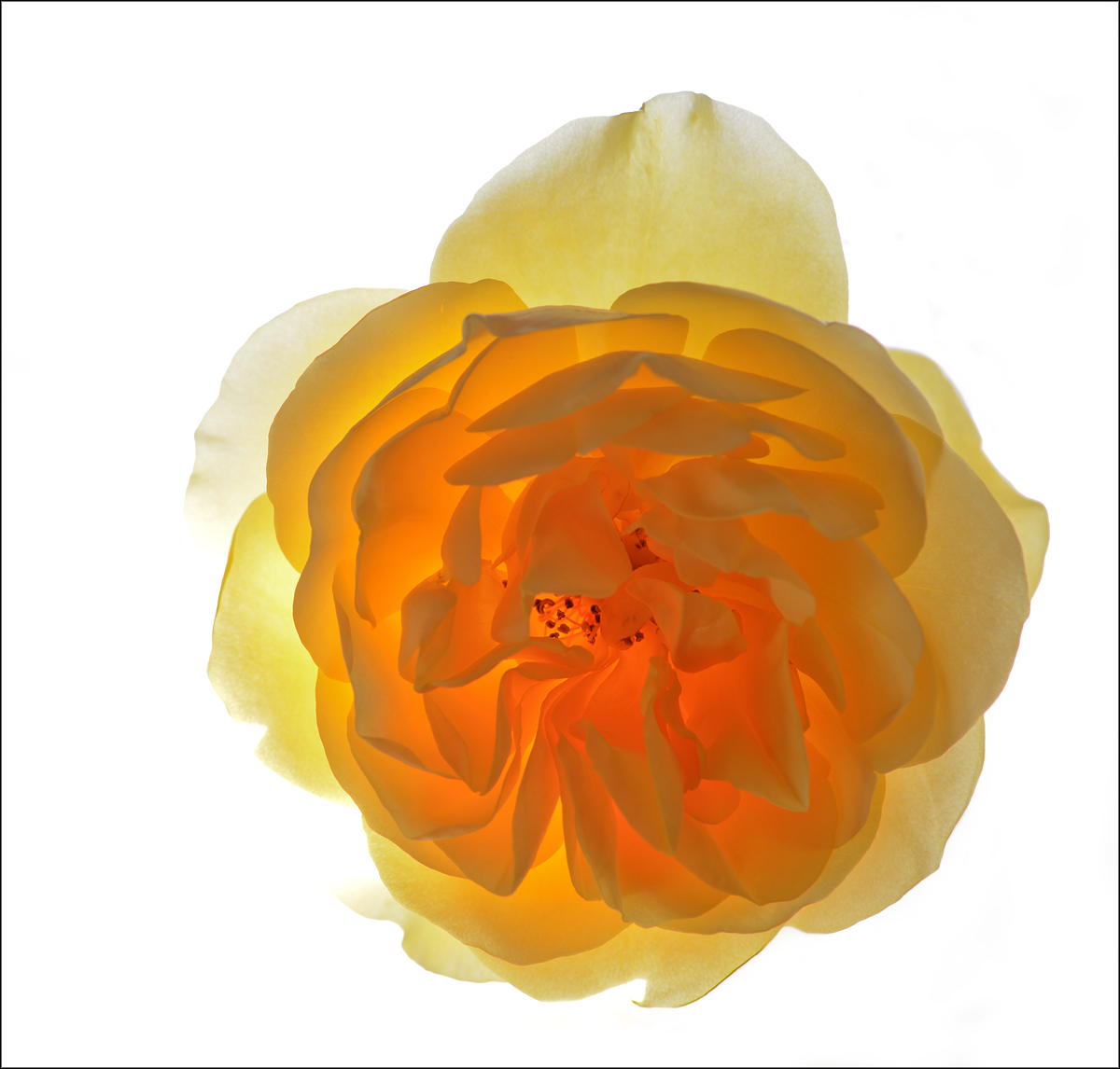 Yellow english  rose