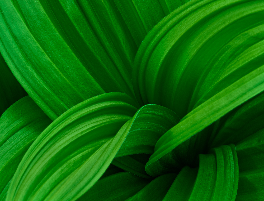 green  Veratrum