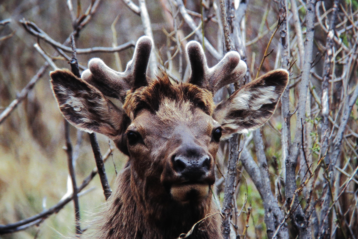 Surprised elk