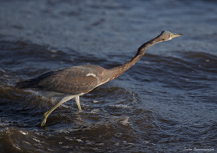 Heron