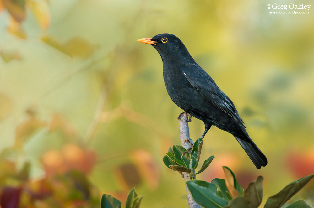 Common Blackbird
