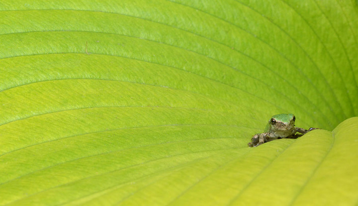Green is Green