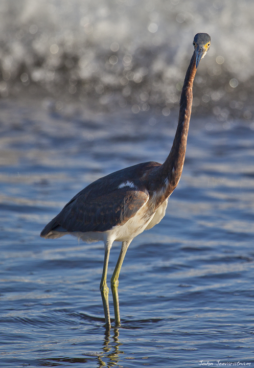 JuvenileTricolored Heron