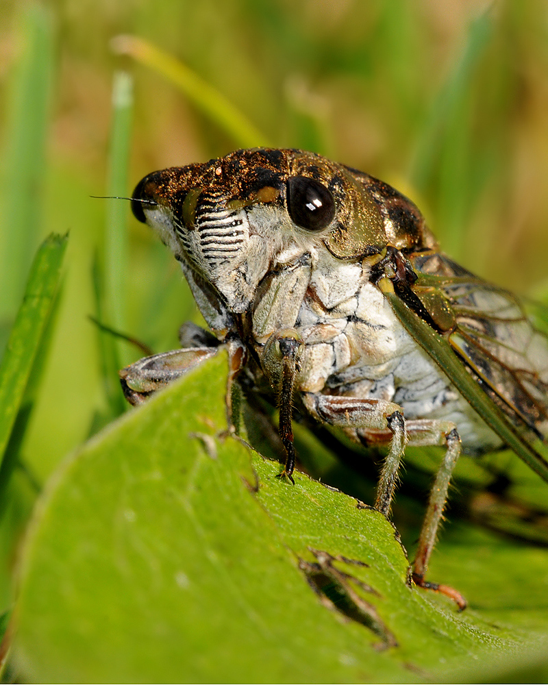Cicada Portrait