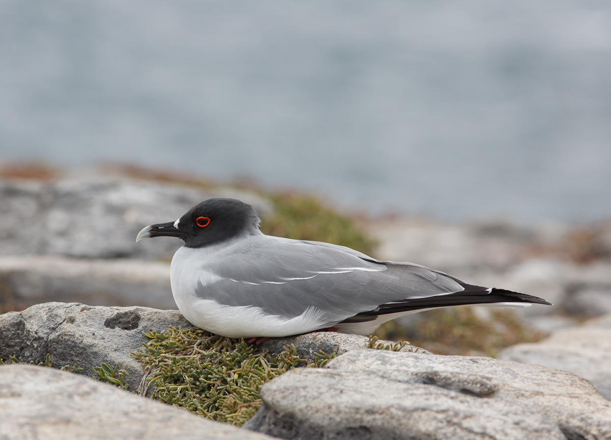 Swallow-tailed Gull