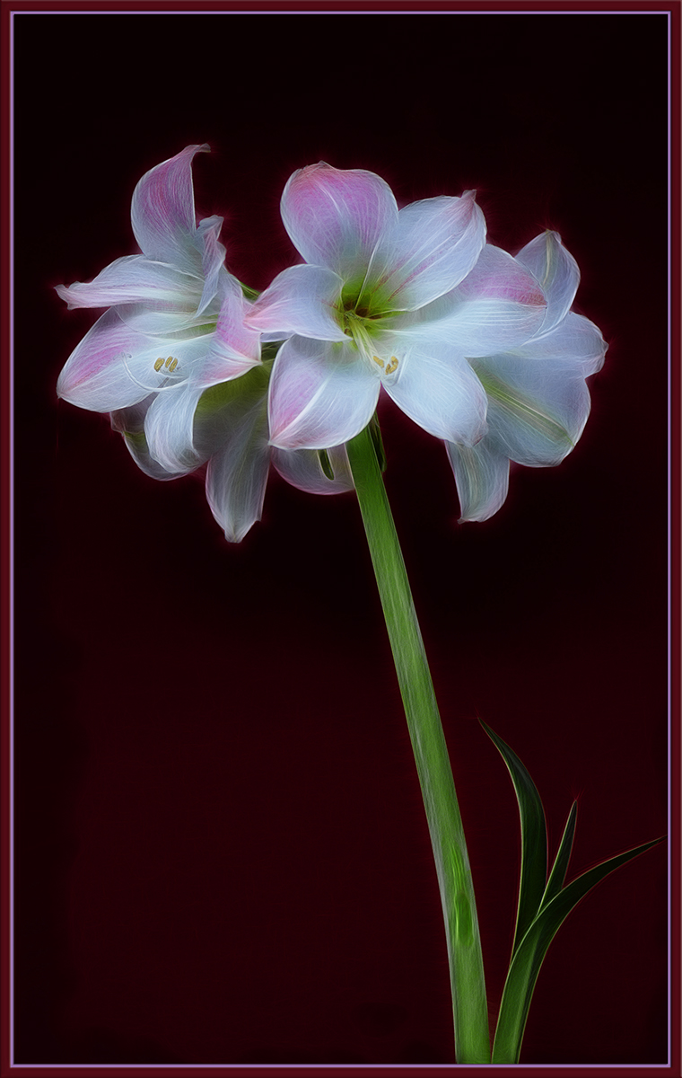 Apple Blossom