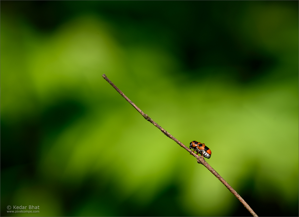 Tiny red insect