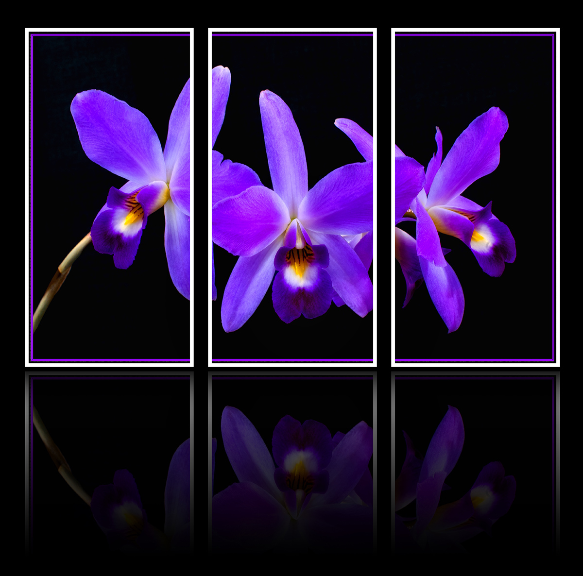 Orchid Triptych