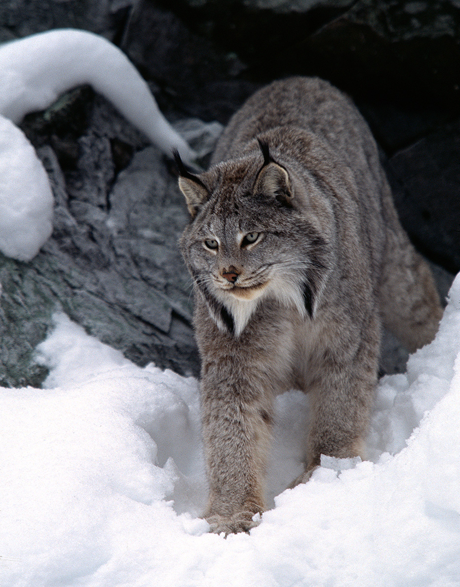 Lynx in Snow