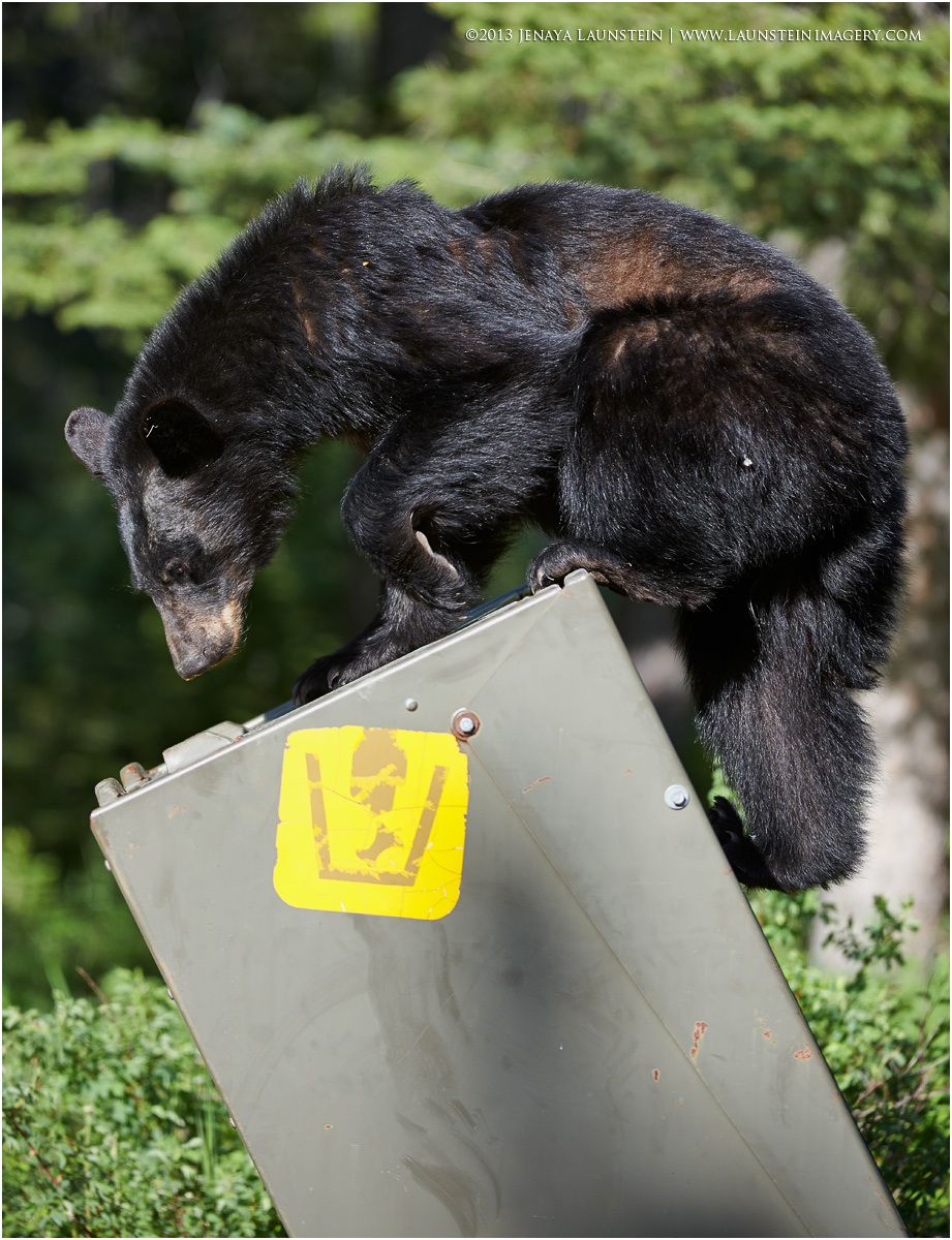 Garbage Bear