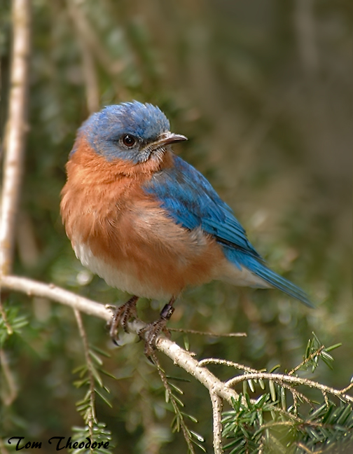 Eastern Bluebird