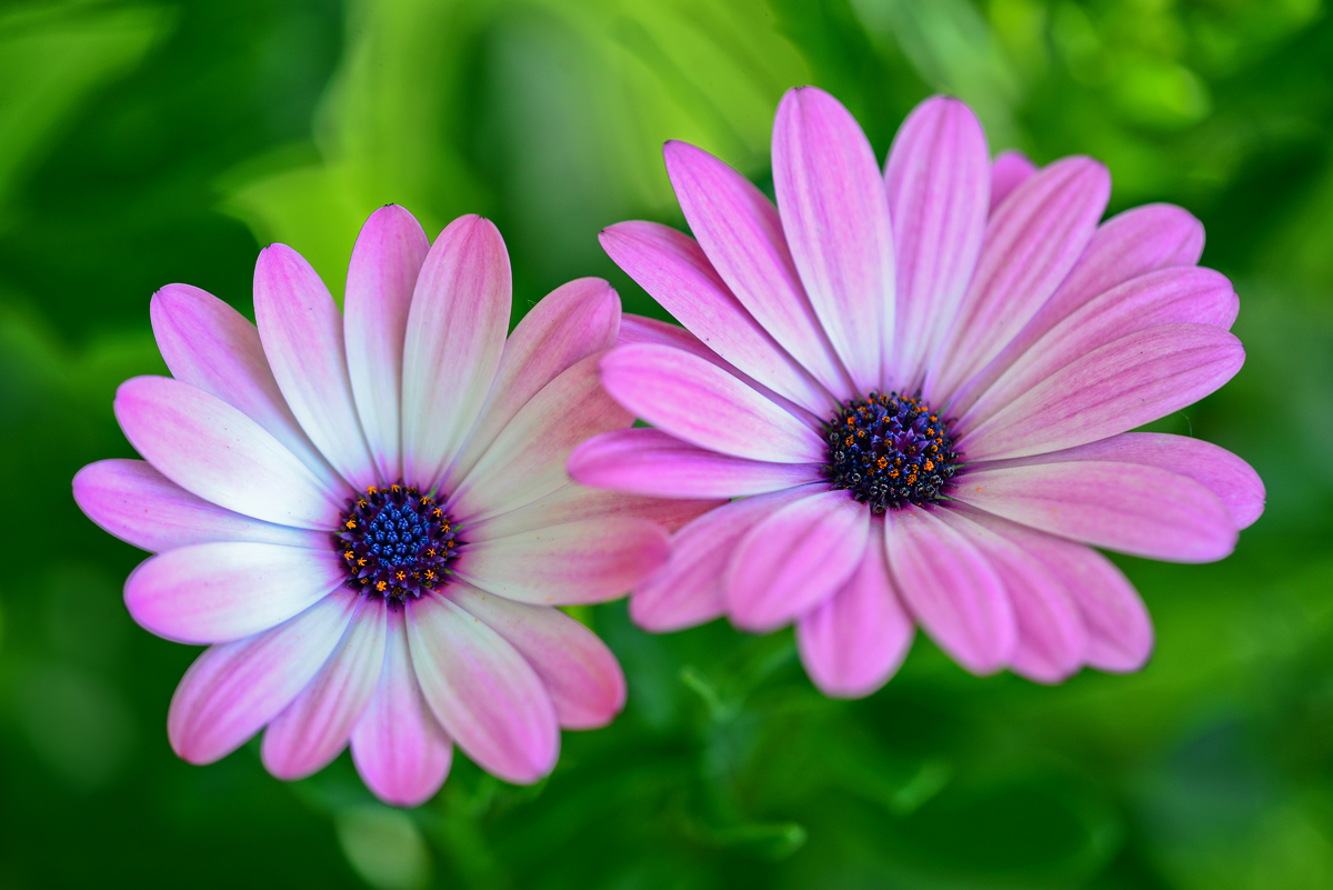 Bejeweled   flora