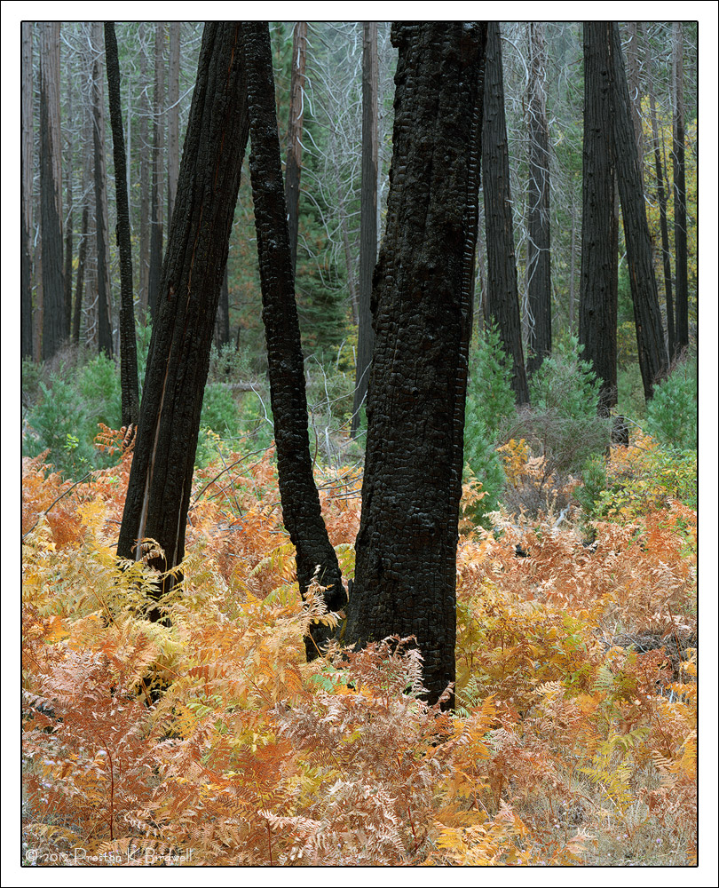 Ghost Forest