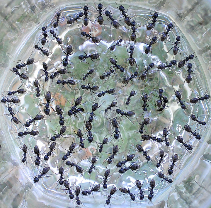 Living Kaleidoscope