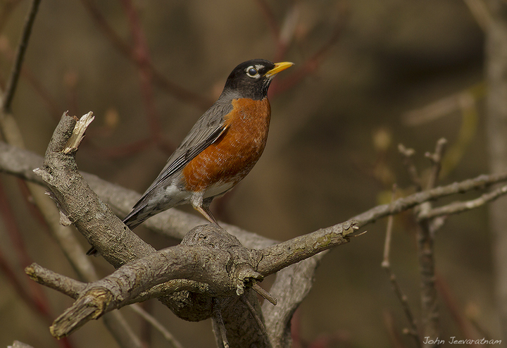 Robins perch