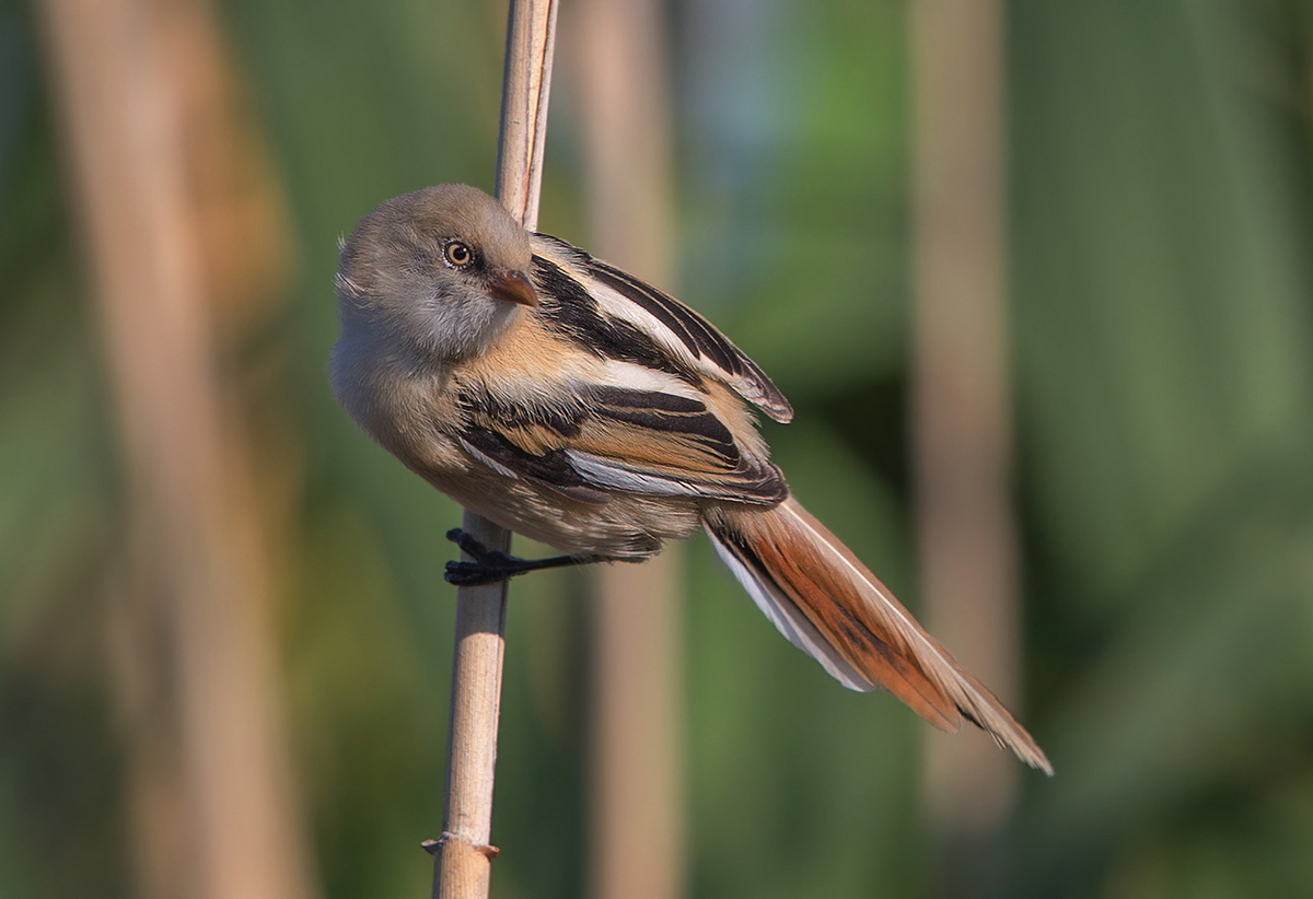 Bearded Tit II
