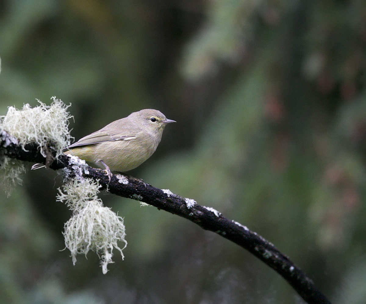 Orange-crowned Warbler
