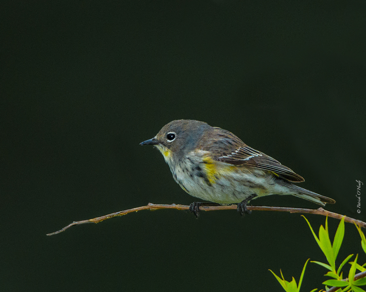 Yellow-rumped Warbler