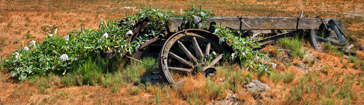 Old Wagon